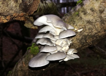 Austern-Seitling (Pleurotus ostreatus) - © Bernard Wieser